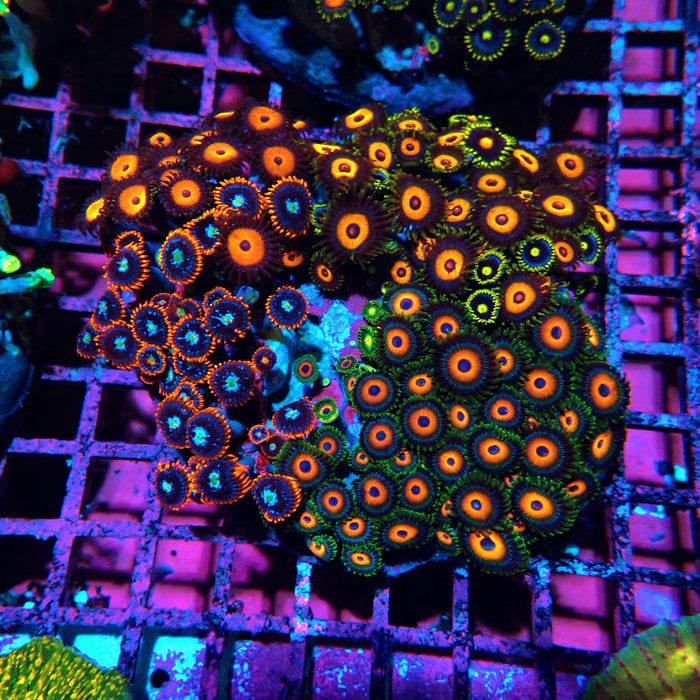 Mix Zoas Premium Colony