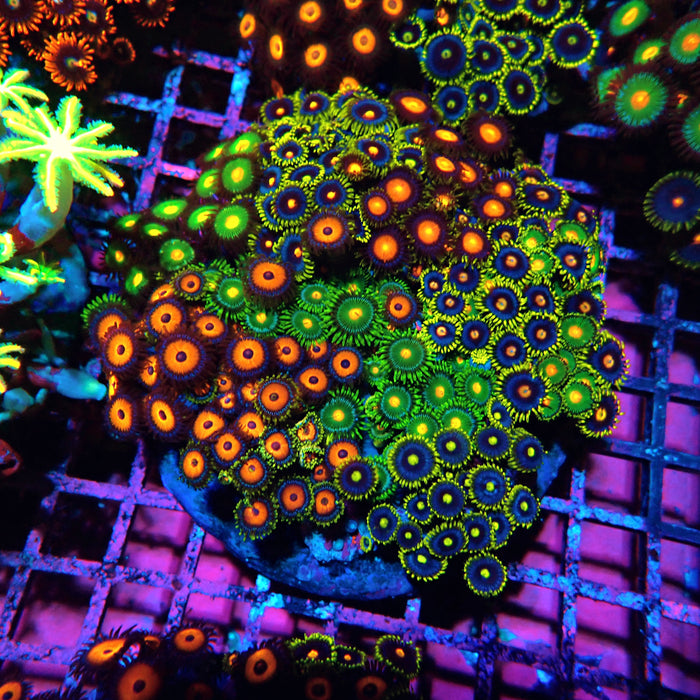 Mix Zoas Premium Colony