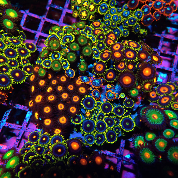 Mix Zoas Premium Colony