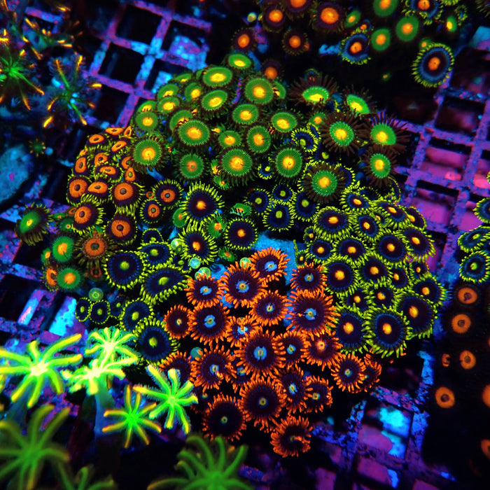 Mix Zoas Premium Colony