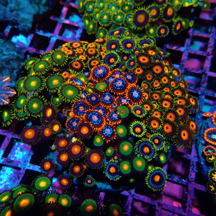 Mix Zoas Premium Colony