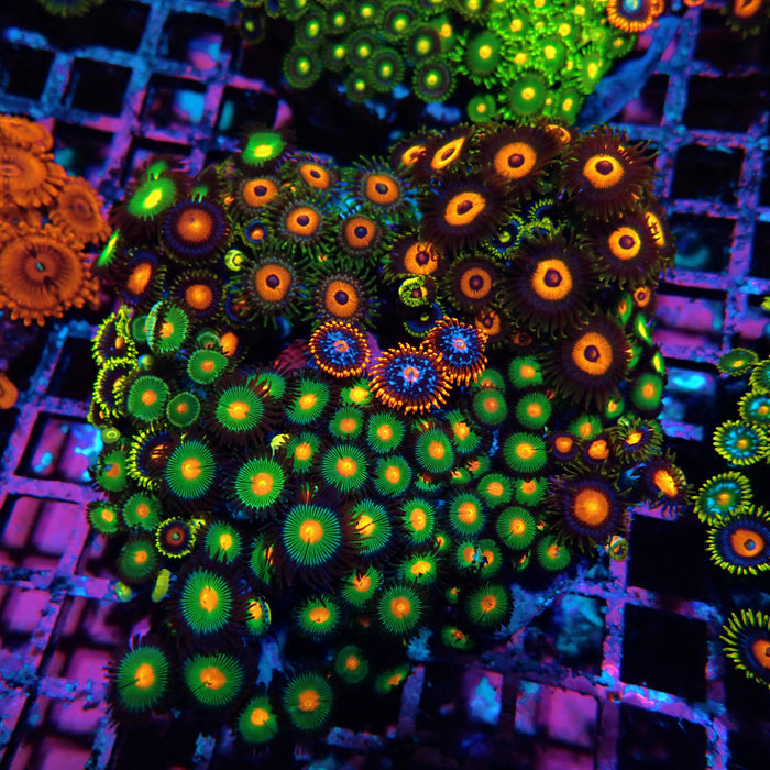 Mix Zoas Premium Colony