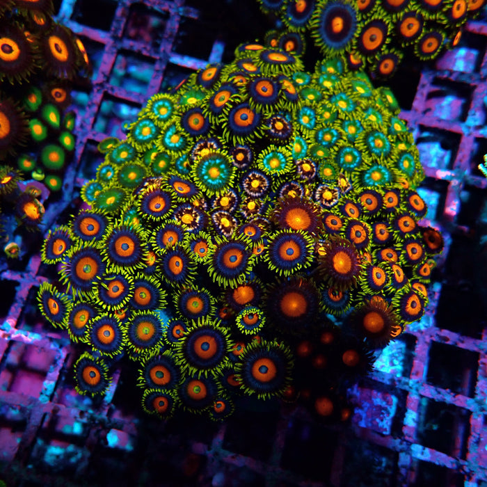 Mix Zoas Premium Colony