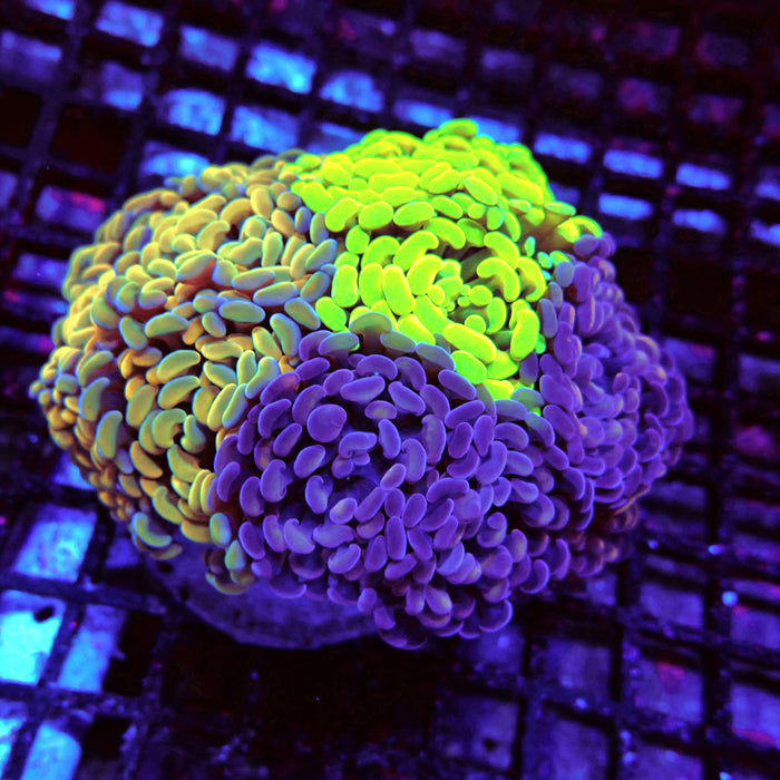 Rainbow Mix Branching Hammer Colony