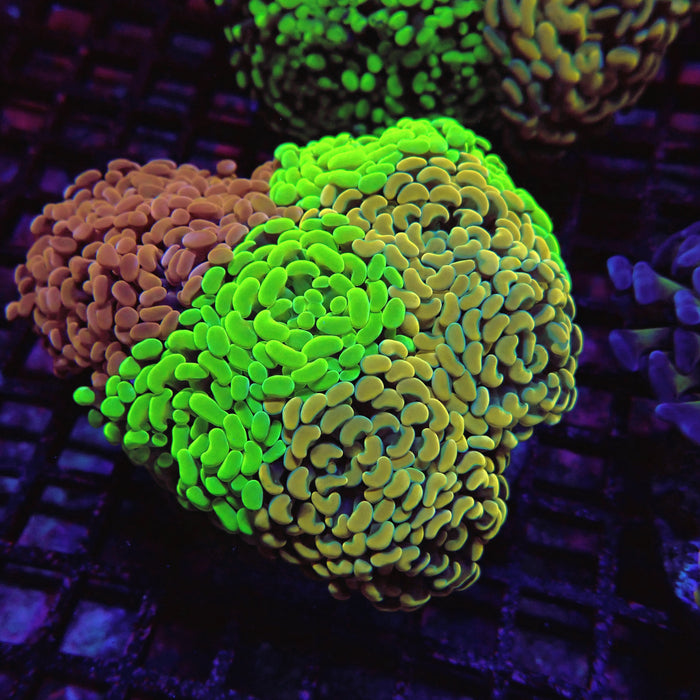 Rainbow Mix Branching Hammer Colony