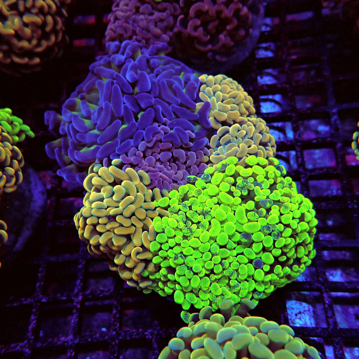 Rainbow Mix Branching Hammer Colony