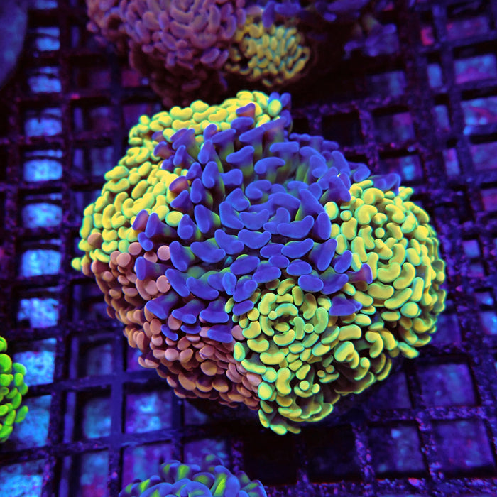 Rainbow Mix Branching Hammer Colony