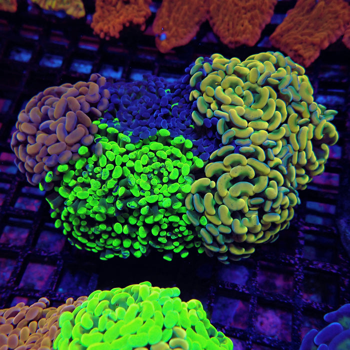 Rainbow Mix Branching Hammer Colony