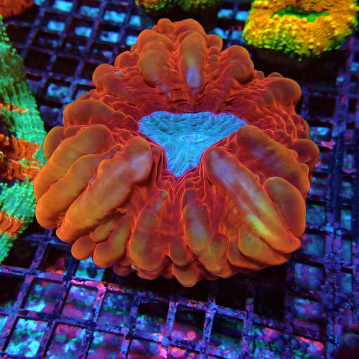 Indophyllia Premium