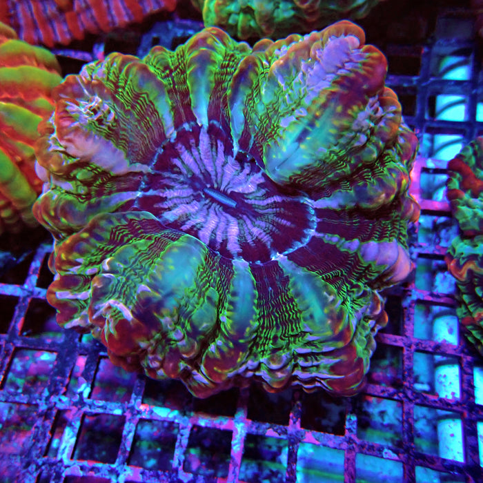 Indophyllia Premium