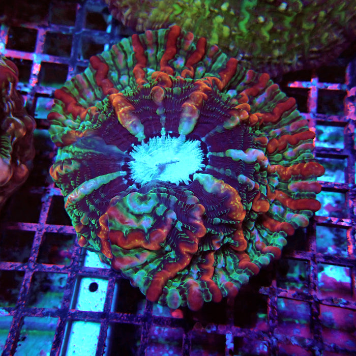 Indophyllia Premium