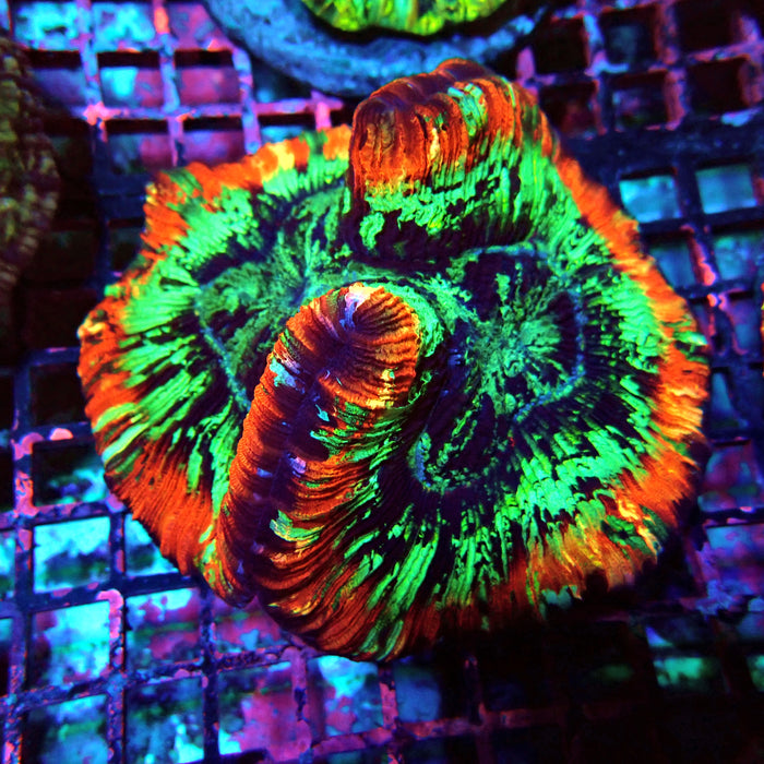 Trachyphyllia