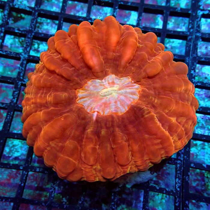 Cynarina Coral