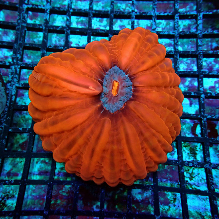 Cynarina Coral