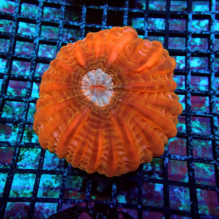 Cynarina Coral