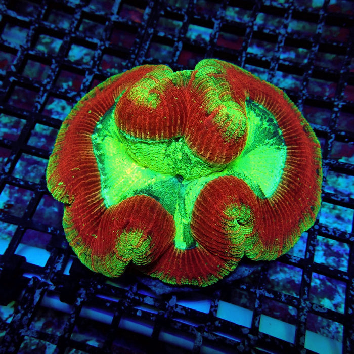 Wellsophyllia Coral