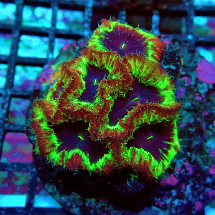 Blastomussa Premium Colony