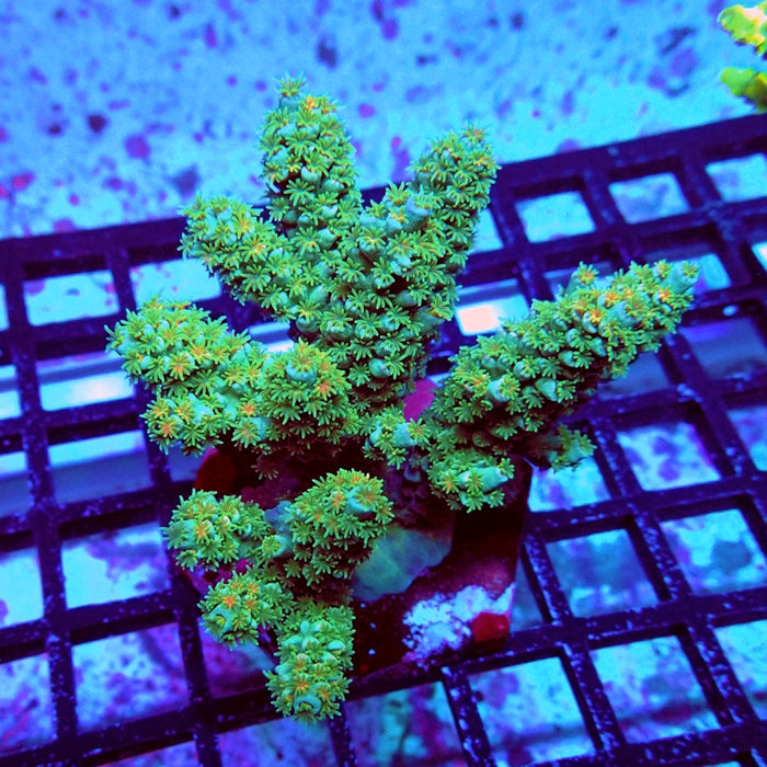 Acro Colony