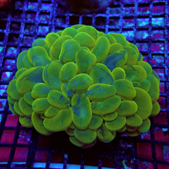Bubble Coral Colony