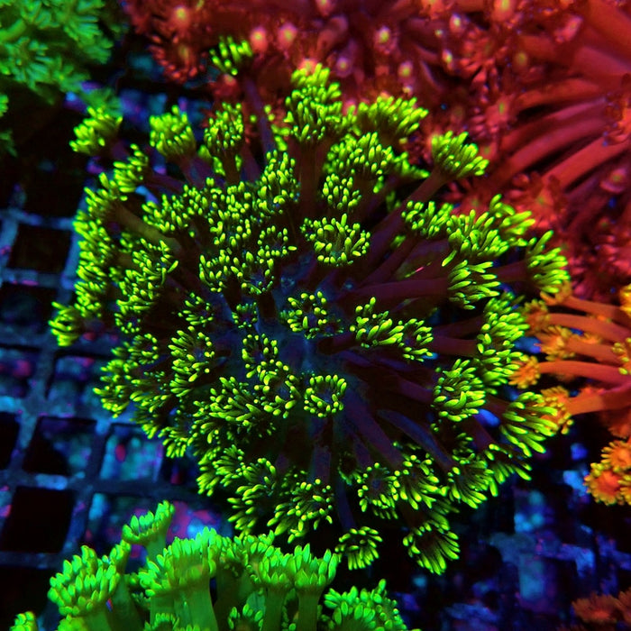 Colorful Green Goniopora Colony