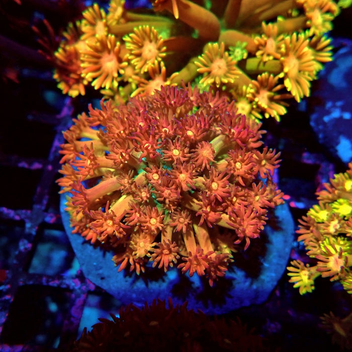 Rainbow Goniopora Colony