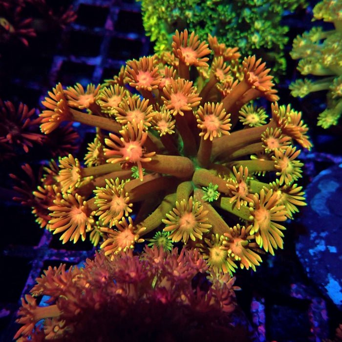 Multicolored Goniopora Colony