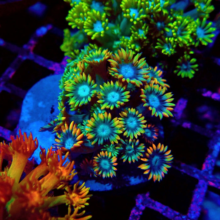 Colorful Green Goniopora Colony