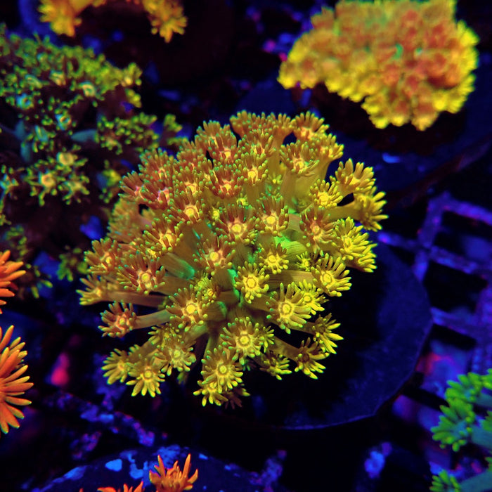 Rainbow Goniopora Colony