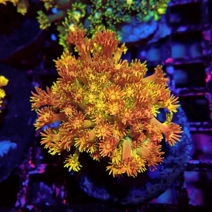 Rainbow Goniopora Colony