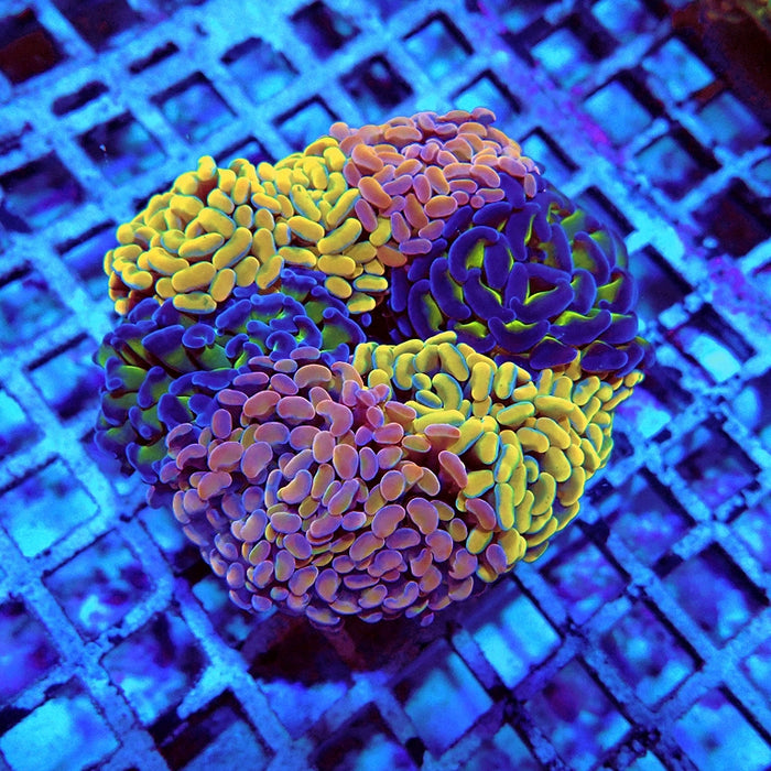 Euphyllia Rainbow Mix Branch Hammer