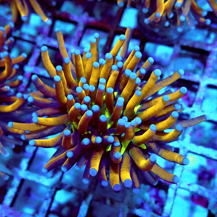 Euphyllia Gold Joker Torch Premium