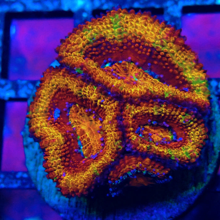 Acan Lord Rainbow Frag