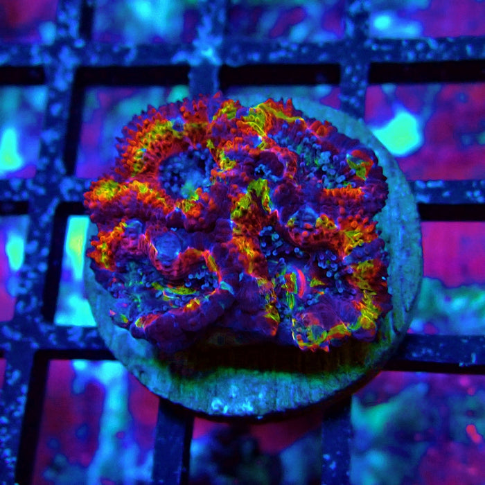 Acan Lord Rainbow Frag
