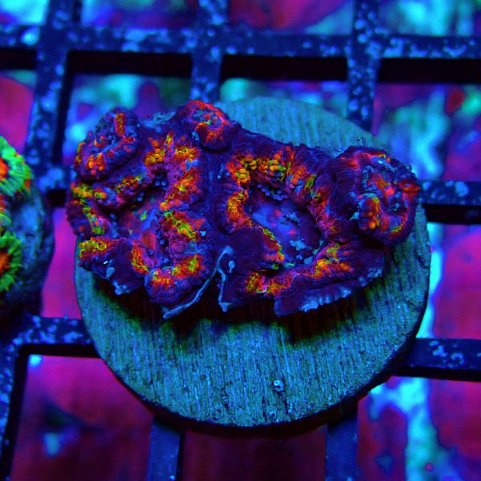 Acan Lord Rainbow Frag