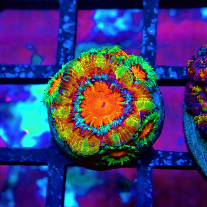 Acan lord Captive Spawn Baby Rainbow