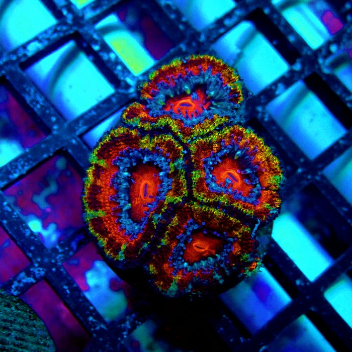 Acan Lord Rainbow Frag