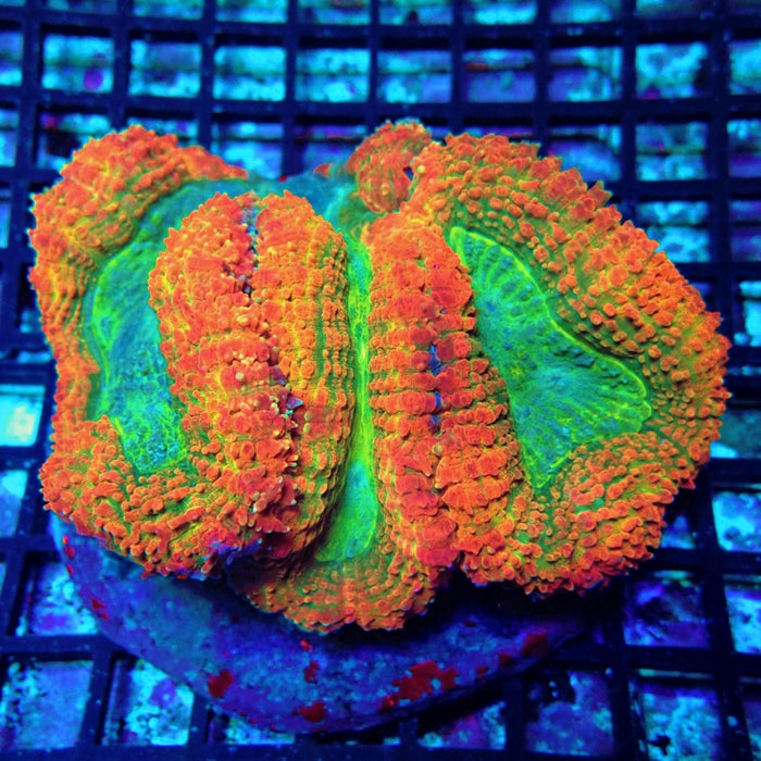 Lobophyllia Coral Premium