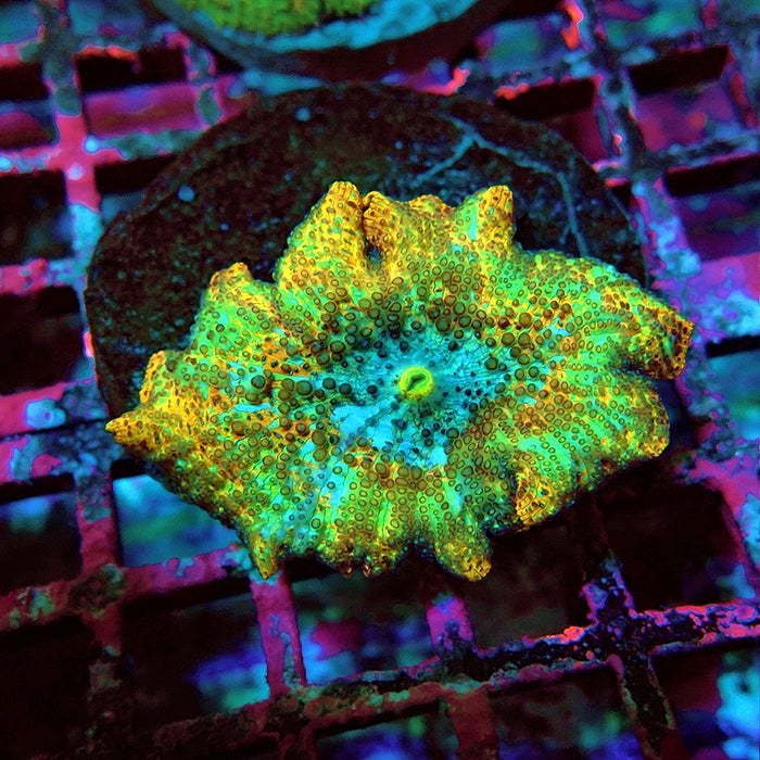 Leopard Premium Rhodactis