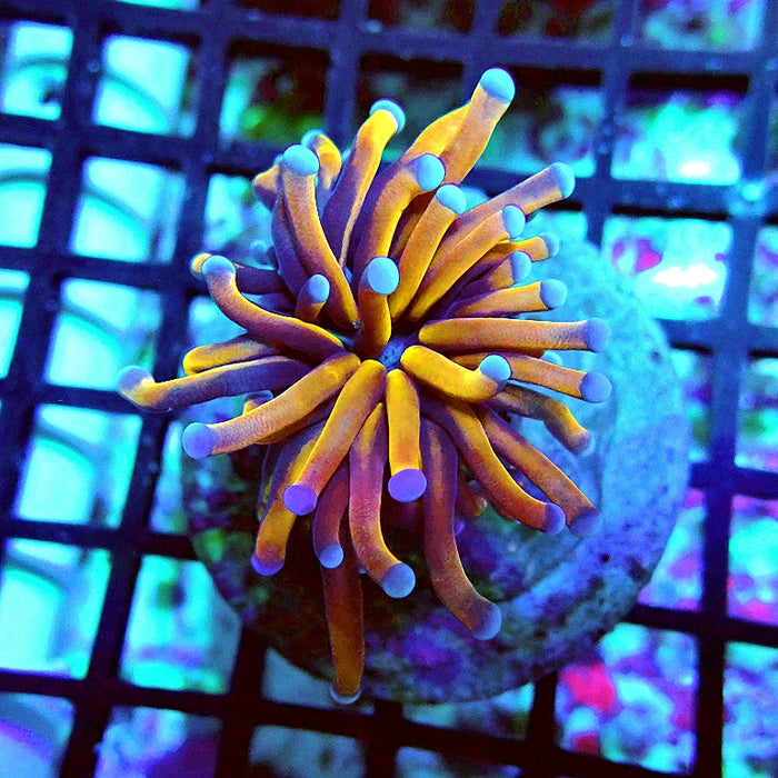 Euphyllia Banana Glabrescens