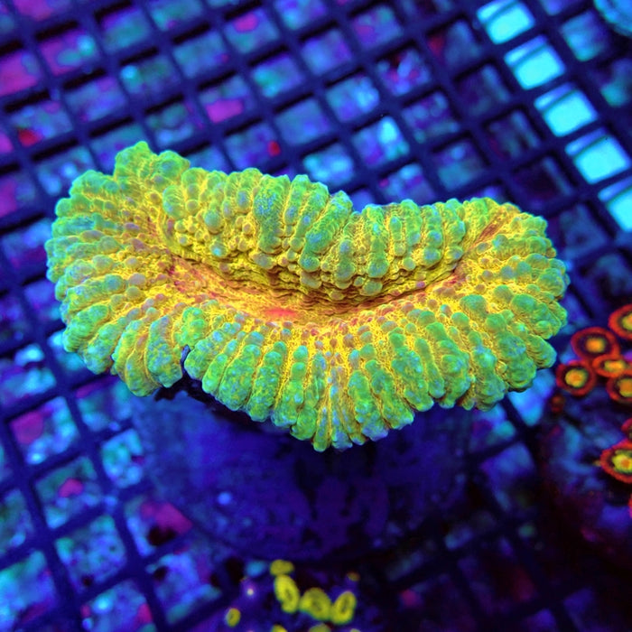 Lobophyllia Coral Premium