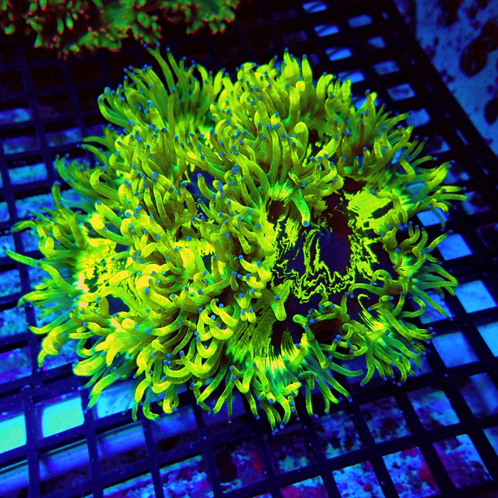 Elegance Coral