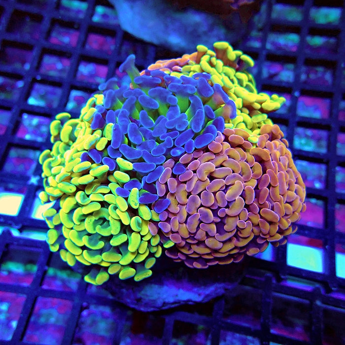 Euphyllia Super Mix Branch Hammer