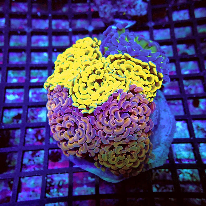 Euphyllia Super Mix Branch Hammer