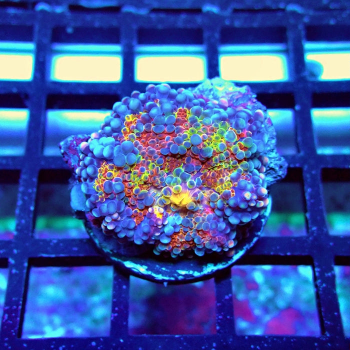 Ricordea Yuma Bubble Unique Premium