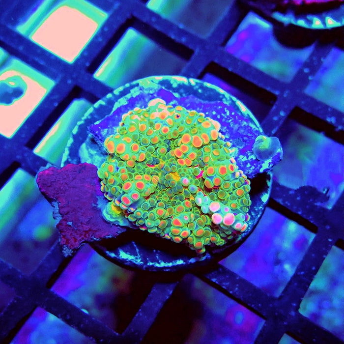 Ricordea Yuma Bubble Unique Premium