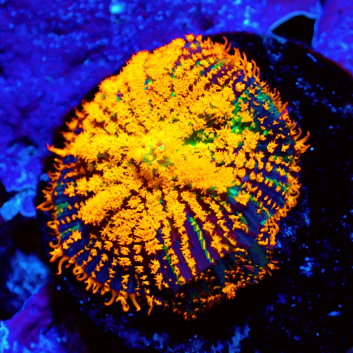 Ultra Premium Vibrant Mushroom