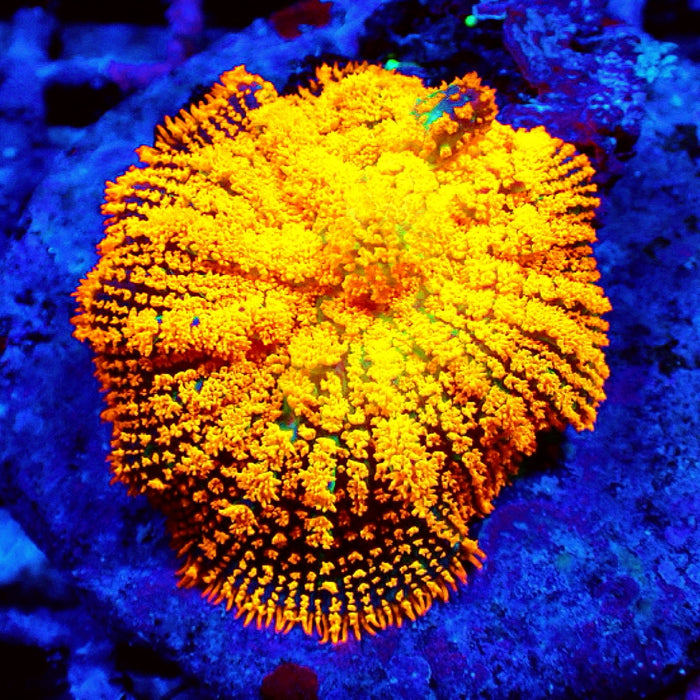 Ultra Premium Vibrant Mushroom
