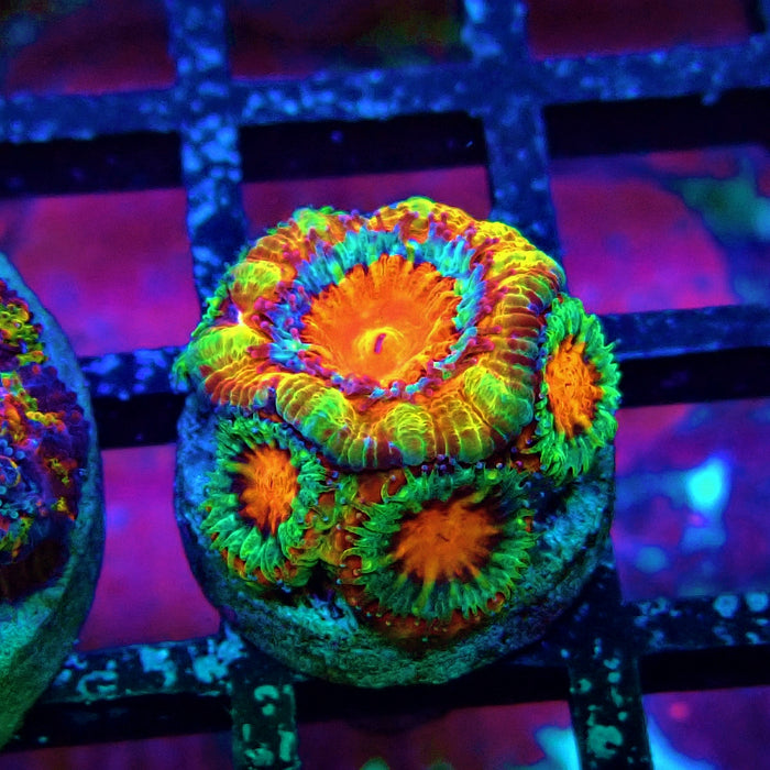 Acan lord Captive Spawn Baby Rainbow
