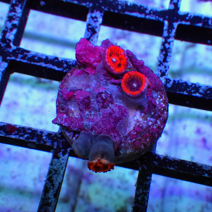 Ultra Zoas Frag