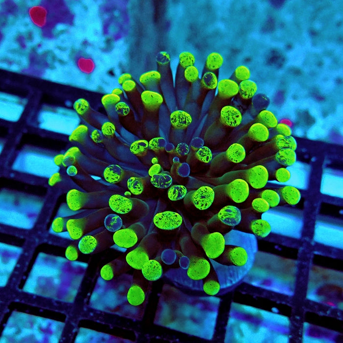 Euphyllia Bicolor Branching Hammer Ultra